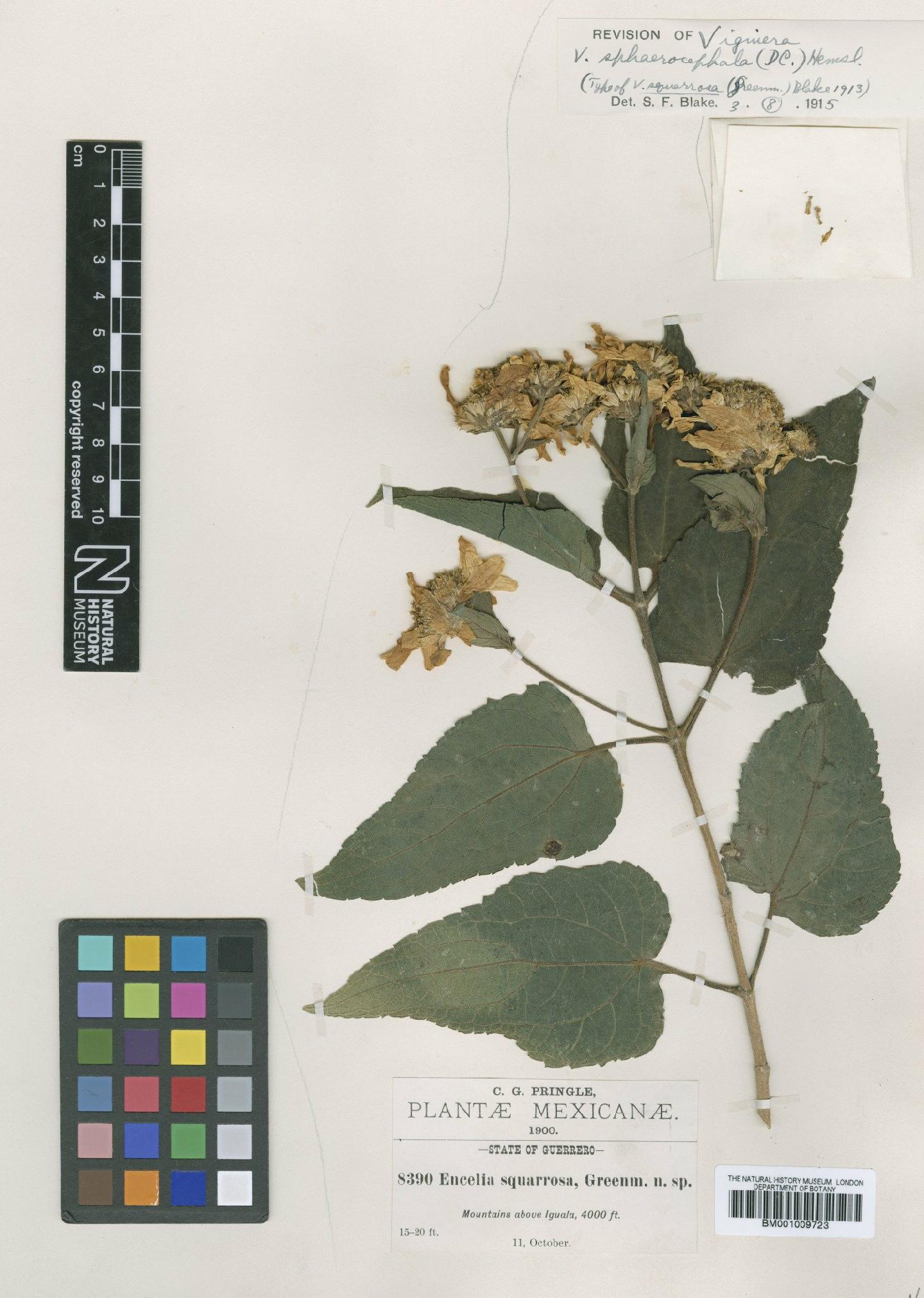 To NHMUK collection (Viguiera sphaerocephala (DC.) Hemsl.; Type; NHMUK:ecatalogue:620539)