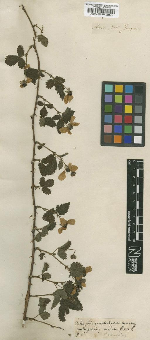 Rubus fruticosus L. - BM000553918