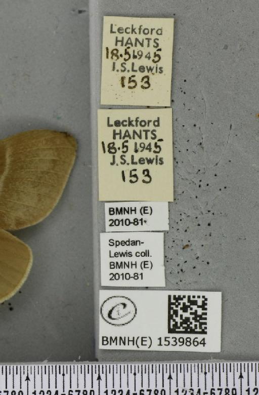 Macrothylacia rubi (Linnaeus, 1758) - BMNHE_1539864_label_240003