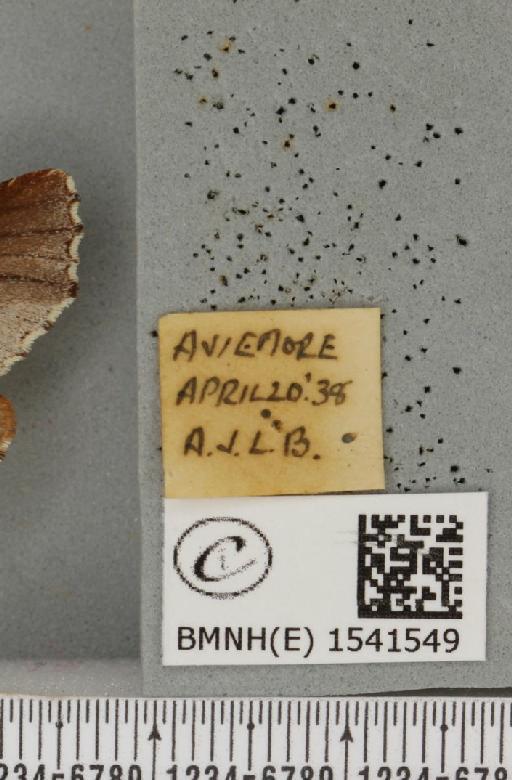 Odontosia carmelita (Esper, 1798) - BMNHE_1541549_label_248235