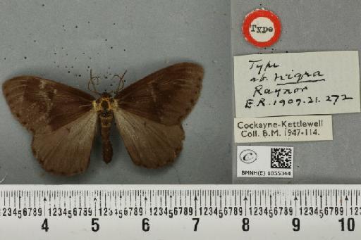Abraxas grossulariata ab. nigra Raynor, 1909 - BMNHE_1855344_416005