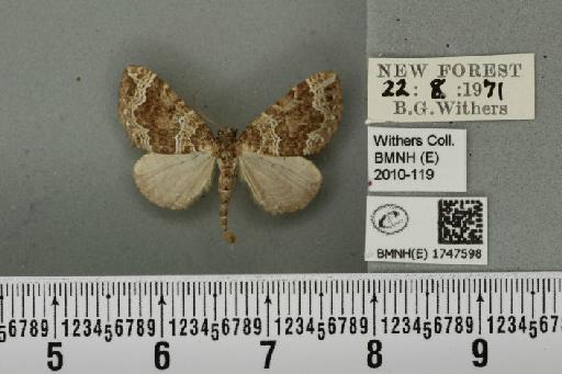 Lampropteryx otregiata (Metcalfe, 1917) - BMNHE_1747598_334475