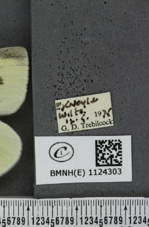 Pieris rapae rapae (Linnaeus, 1758) - BMNHE_1124303_label_79759