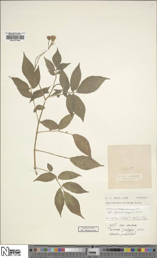 Solanum sanctaemarthae Bitter - BM000815955