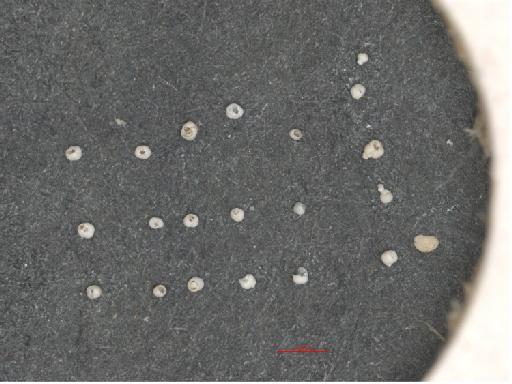 Globigerina pachyderma Ehrenberg - ZF6017