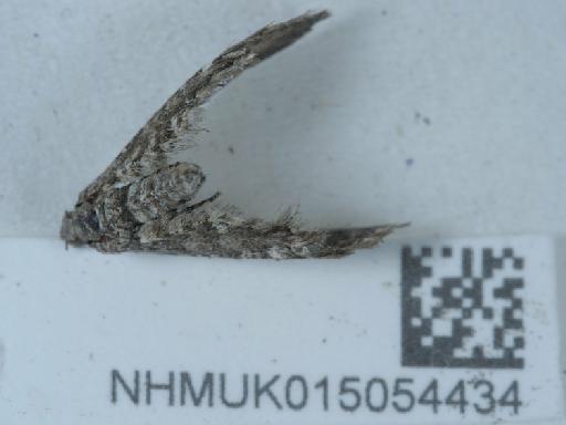 Eupithecia nanata ab. nigrofasciata Dietze, 1913 - 015054434_2