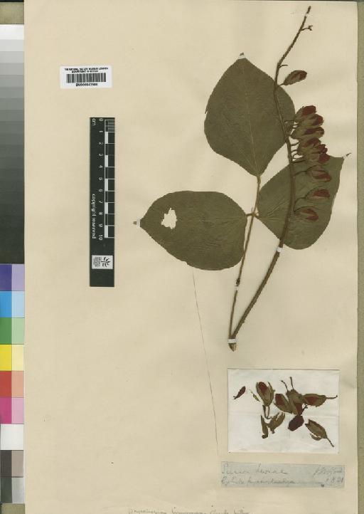 Rhynchosia brunnea Baker f. - BM000842580