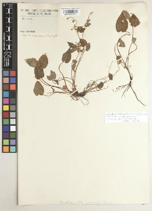 Sinojohnstonia moupinensis (Franch.) W.T.Wang ex Z.Ying Zhang - BM014605230