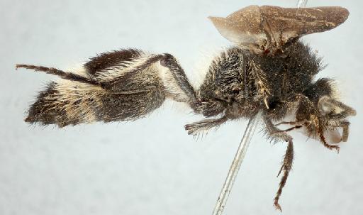 Traumatomutilla fascinata (Smith, F., 1879) - 010819776_Mutilla_fascinata_holotype_right_lateral