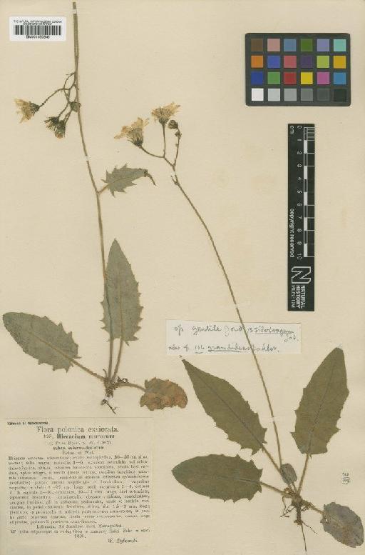 Hieracium murorum subsp. gentile Jord. - BM001050845