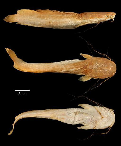 Heterobranchus intermedius Günther, 1864 - 1862.1.17.54; Heterobranchus intermedius; type; ACSI Project image