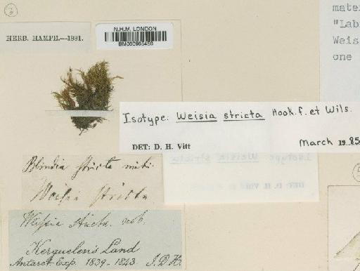 Blindia stricta (Hook.f. & Wilson) Müll.Hal. - BM000965450