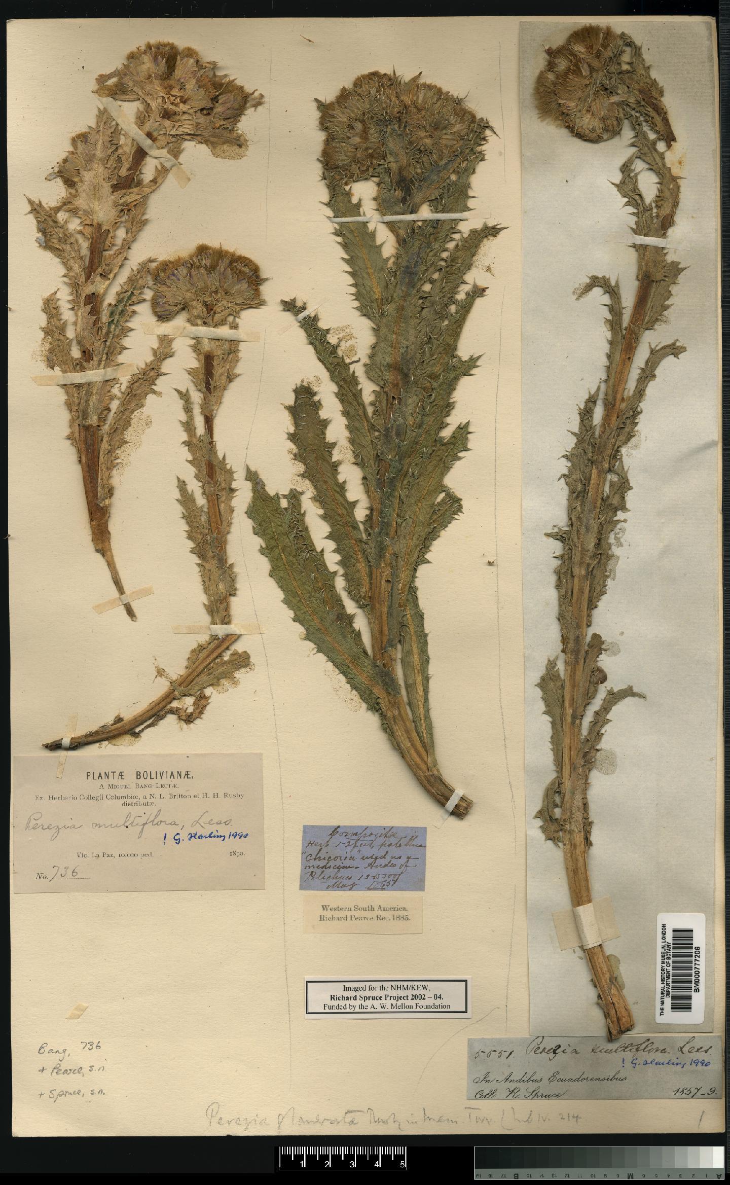 To NHMUK collection (Perezia multiflora (Bonpl.) Less; NHMUK:ecatalogue:4676621)