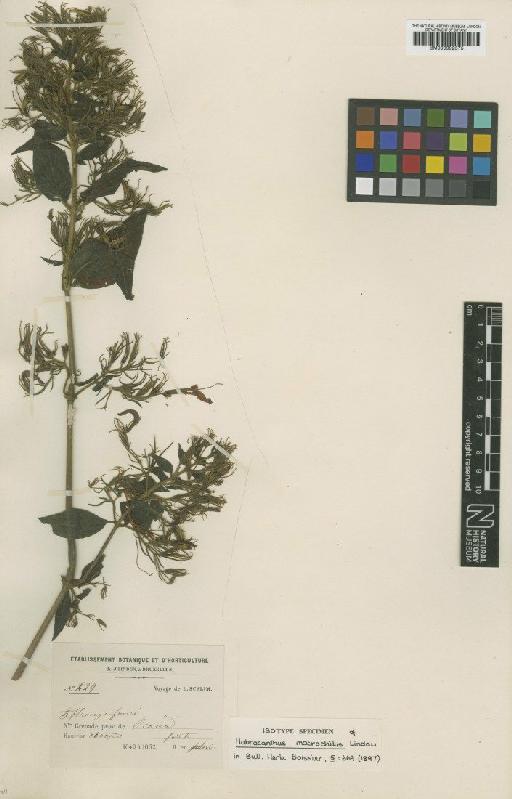 Habracanthus macrochilus Lindau - BM000992575