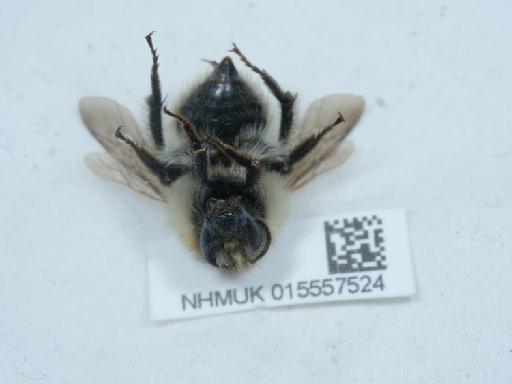 Bombus humilis Illiger, 1806 - 015557524_3