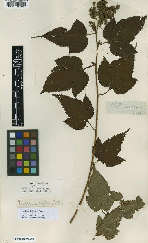 Neillia rubiflora D.Don - BM000521793