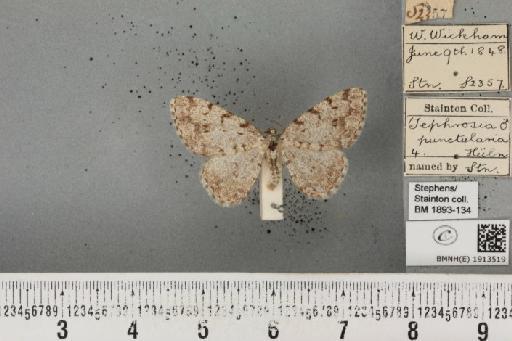 Aethalura punctulata (Denis & Schiffermüller, 1775) - BMNHE_1913519_485397
