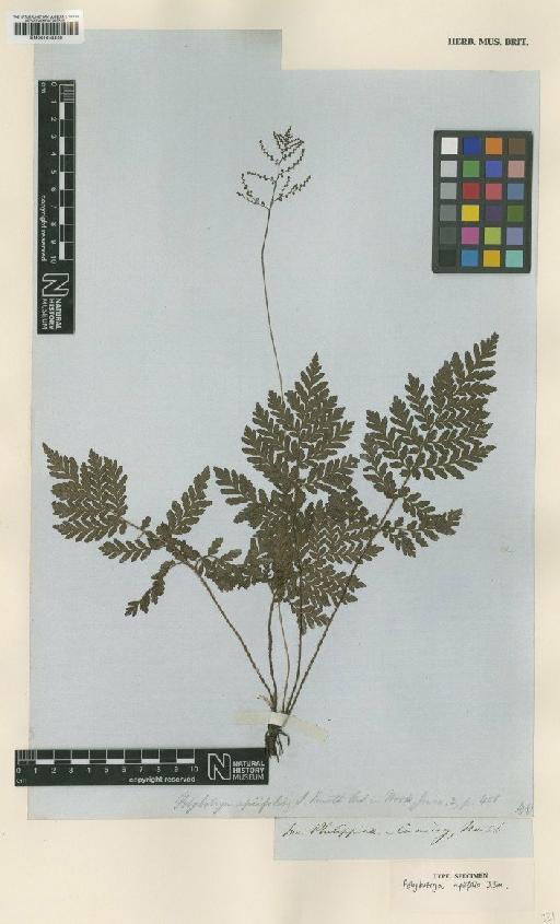 Tectaria psomiocarpa S.Y.Dong - BM001048530