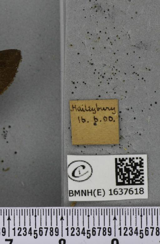 Macroglossum stellatarum (Linnaeus, 1758) - BMNHE_1637618_label_206170
