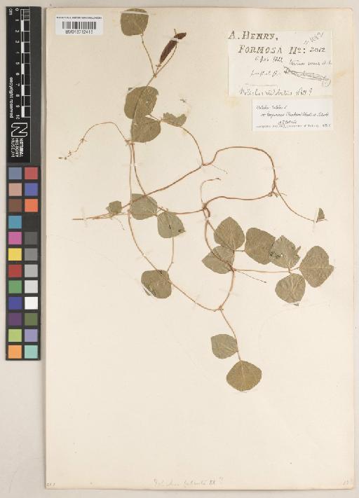 Dolichos trilobus subsp. kosyunensis H.Ohashi & Tateishi - BM013712416