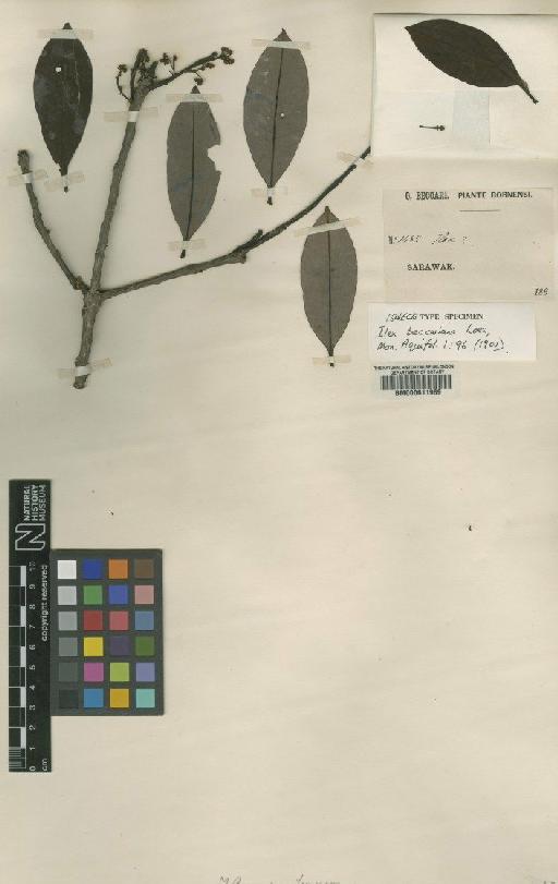 Ilex beccariana Loes - BM000611989