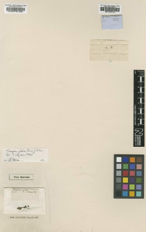 Tinospora glabra (Burm.f.) Merr. - BM000554199