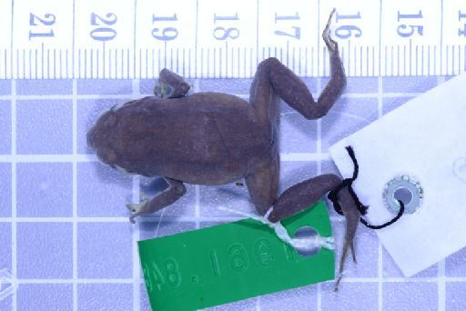 Callulops humicola compta (Zweifel, 1972) - Image of specimen 1961.848