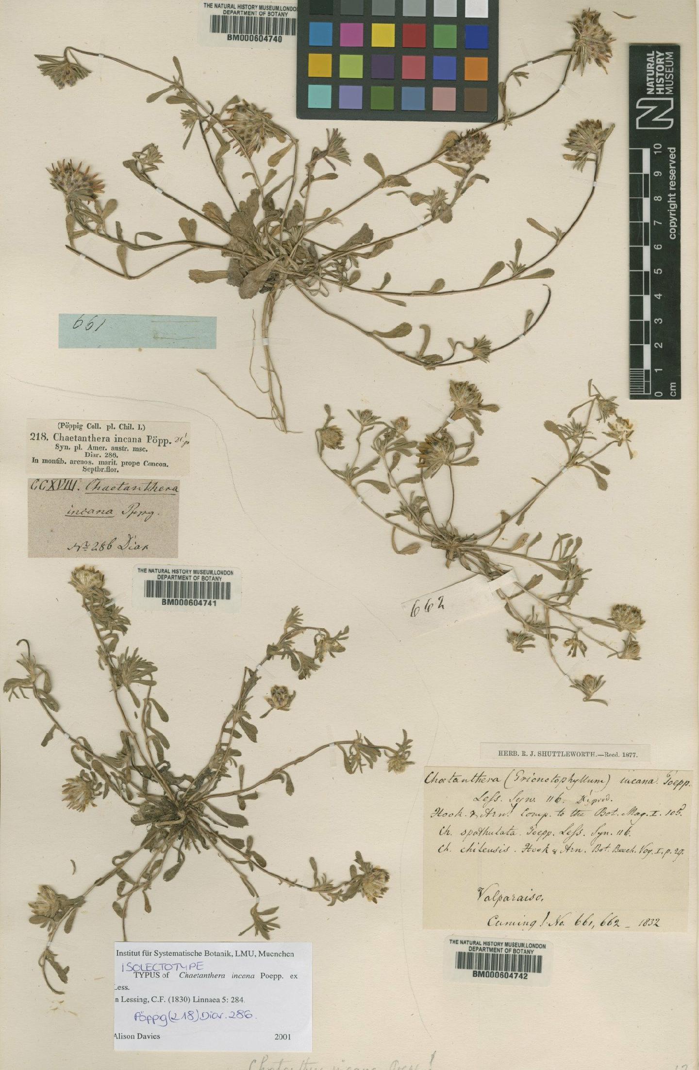 To NHMUK collection (Chaetanthera incana Poepp. ex Less.; Non-Type; NHMUK:ecatalogue:4683116)