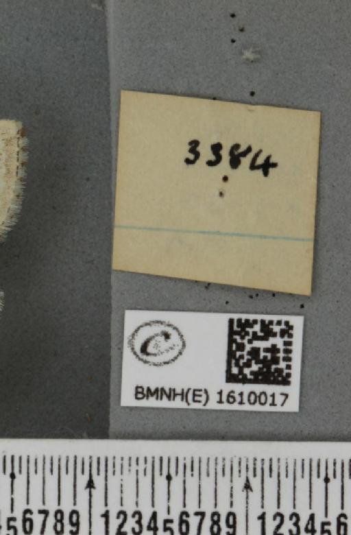 Xanthorhoe montanata montanata (Denis & Schiffermüller, 1775) - BMNHE_1610017_a_label_312543