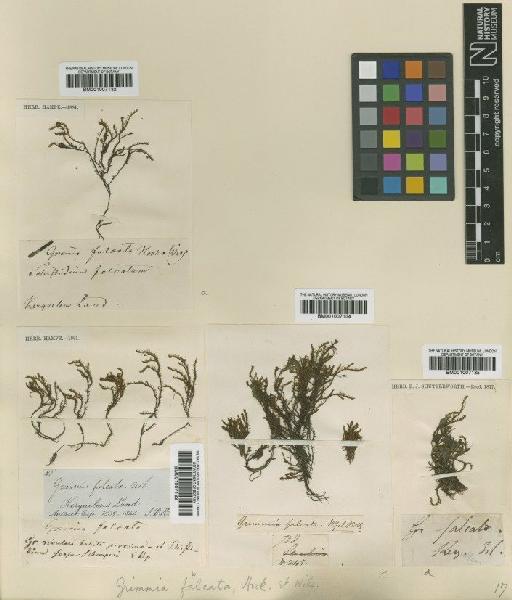 Schistidium falcatum (Hook.f. & Wilson) B.Bremer - BM001007132_a