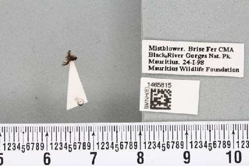 Trirhithrum argenteocuneatum Hancock, 1984 - BMNHE_1465815_27086