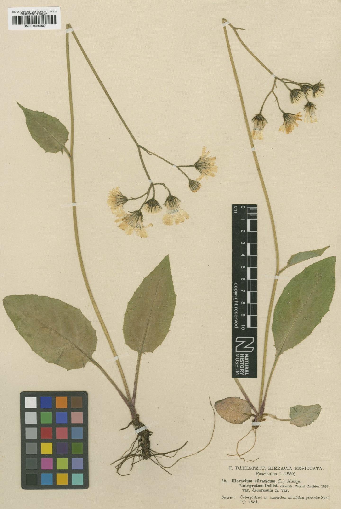 To NHMUK collection (Hieracium murorum subsp. integratum (Dahlst.) Zahn; TYPE; NHMUK:ecatalogue:2413156)
