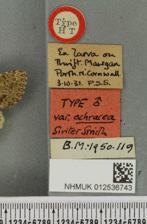 Polymixis lichenea ab. ochracea Siviter Smith, 1942 - NHMUK_012536743_label_645963