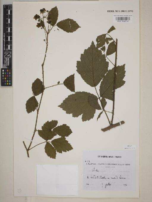 Rubus L. - BM013845048