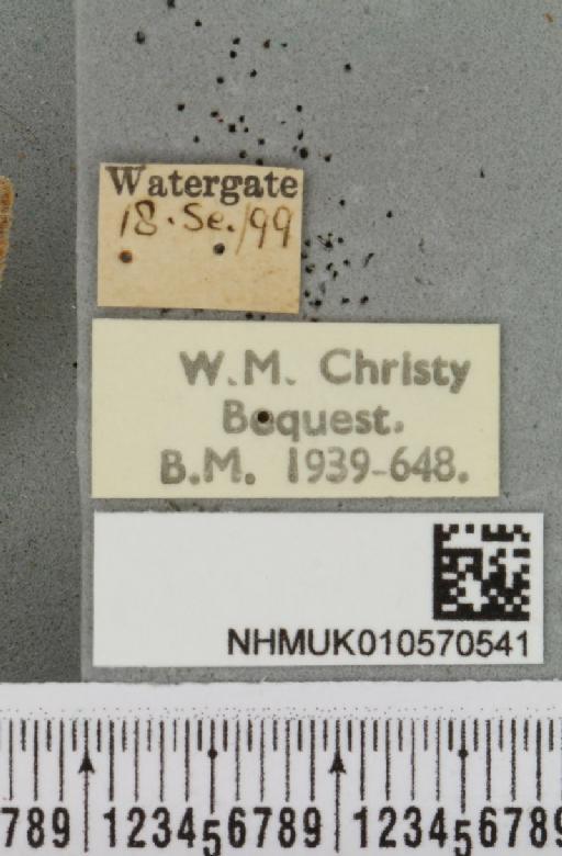 Omphaloscelis lunosa ab. obsoleta Tutt, 1892 - NHMUK_010570541_label_628355