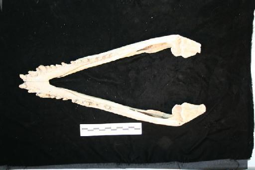 Crocodylus niloticus - C_niloticus_1959.1.8.55(mand2)
