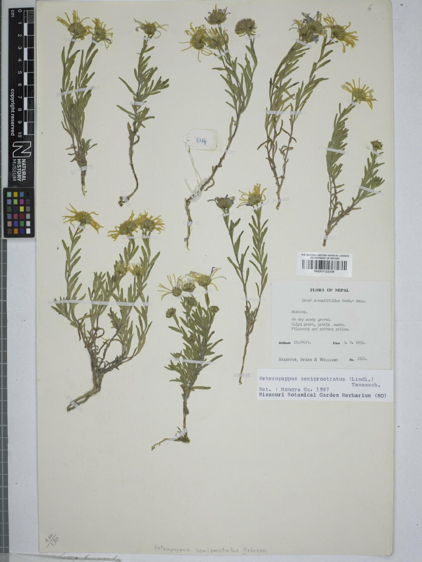 To NHMUK collection (Heteropappus semiprostratus Grierson; NHMUK:ecatalogue:9150249)