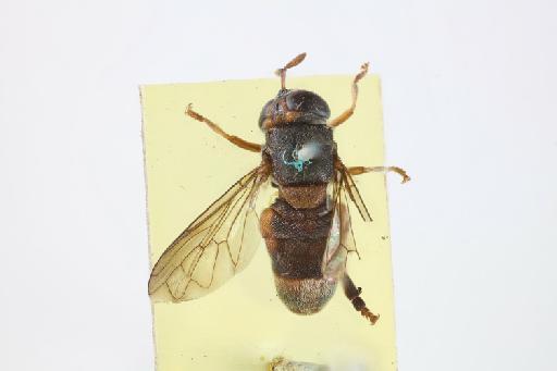 Metadon rugosus (Bezzi, 1915) - Microdon rugosus HT dorsal