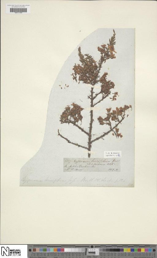 Hypericum laricifolium Juss. - BM001206804