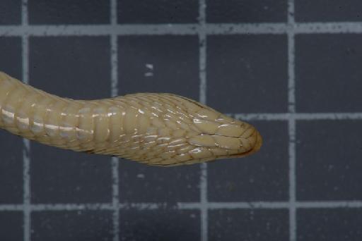 Liopeltis tricolor Schlegel, 1837 - Image of specimen 1946.1.5.37