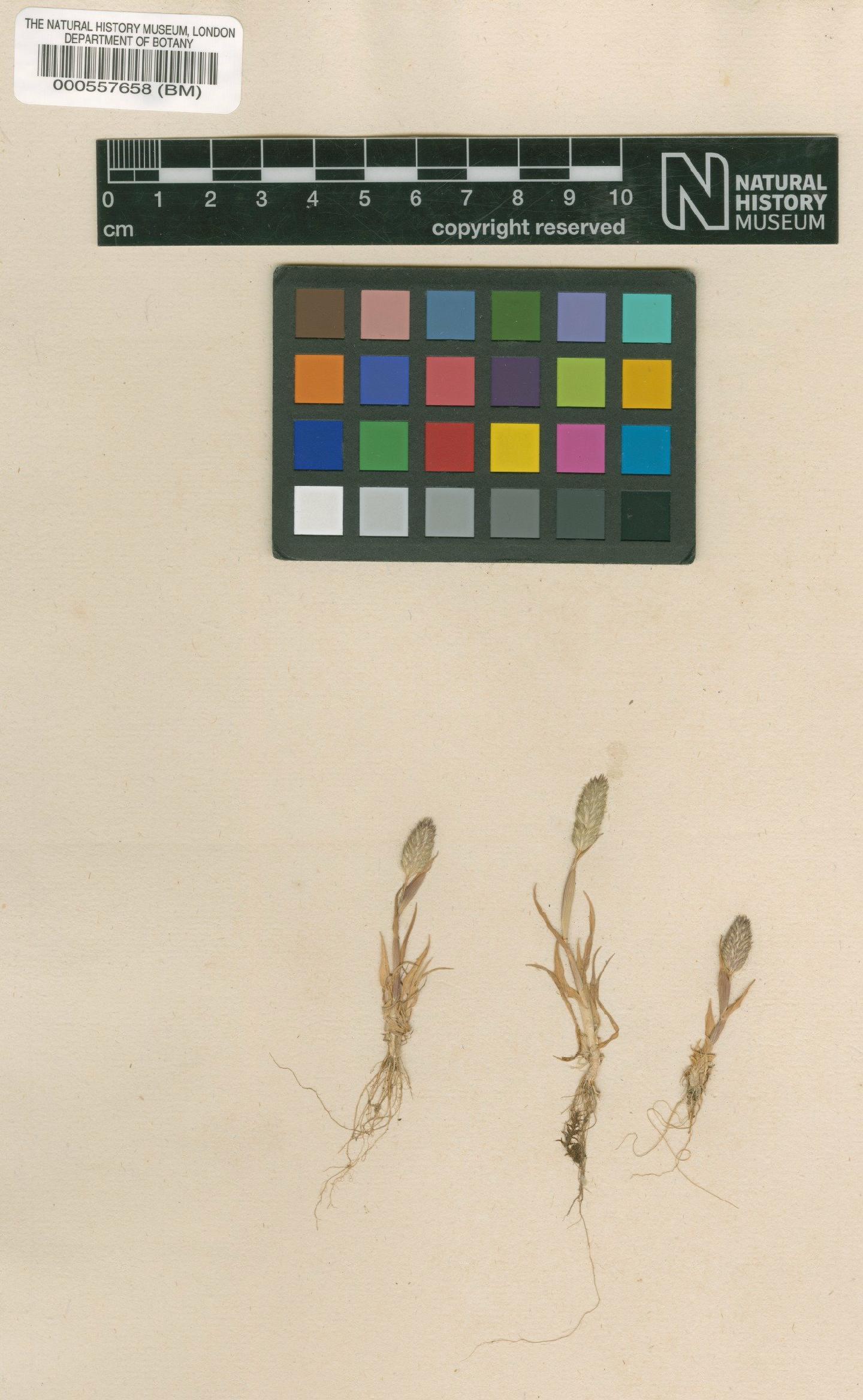 To NHMUK collection (Phleum arenarium L.; Original material; NHMUK:ecatalogue:4695152)