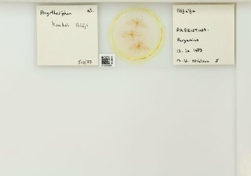 Acyrthosiphon kondoi Shinji, 1938 - 014763667_112425_1092615_157679_NoStatus