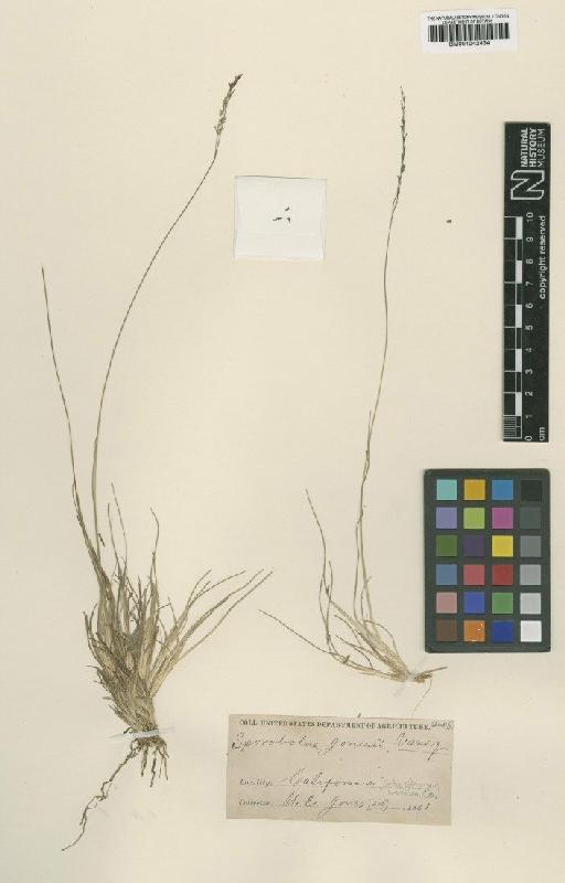 Muhlenbergia jonesii Vasey - BM001042434