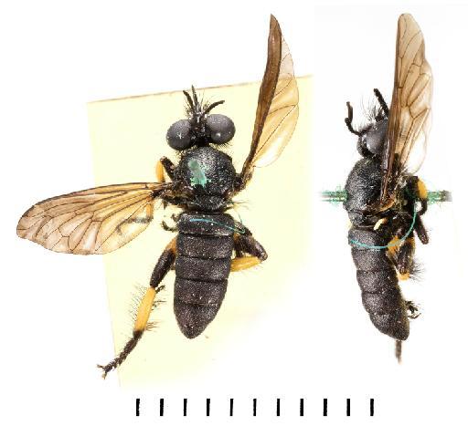 Laphria multipunctata Oldroyd, 1974 - NHMUK 012804991 Laphria multipunctata ST whoile body dorsal and lateral