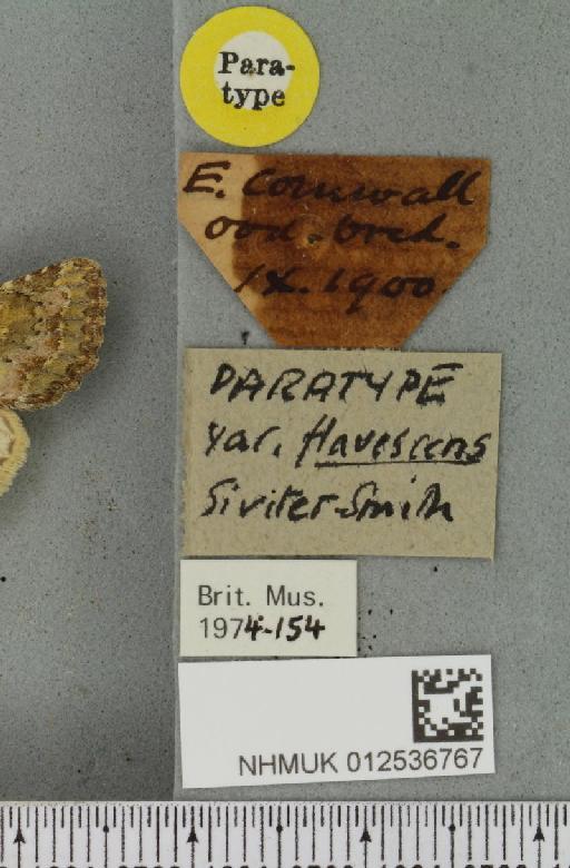 Polymixis lichenea ab. flavescens Siviter Smith, 1942 - NHMUK_012536767_label_645910