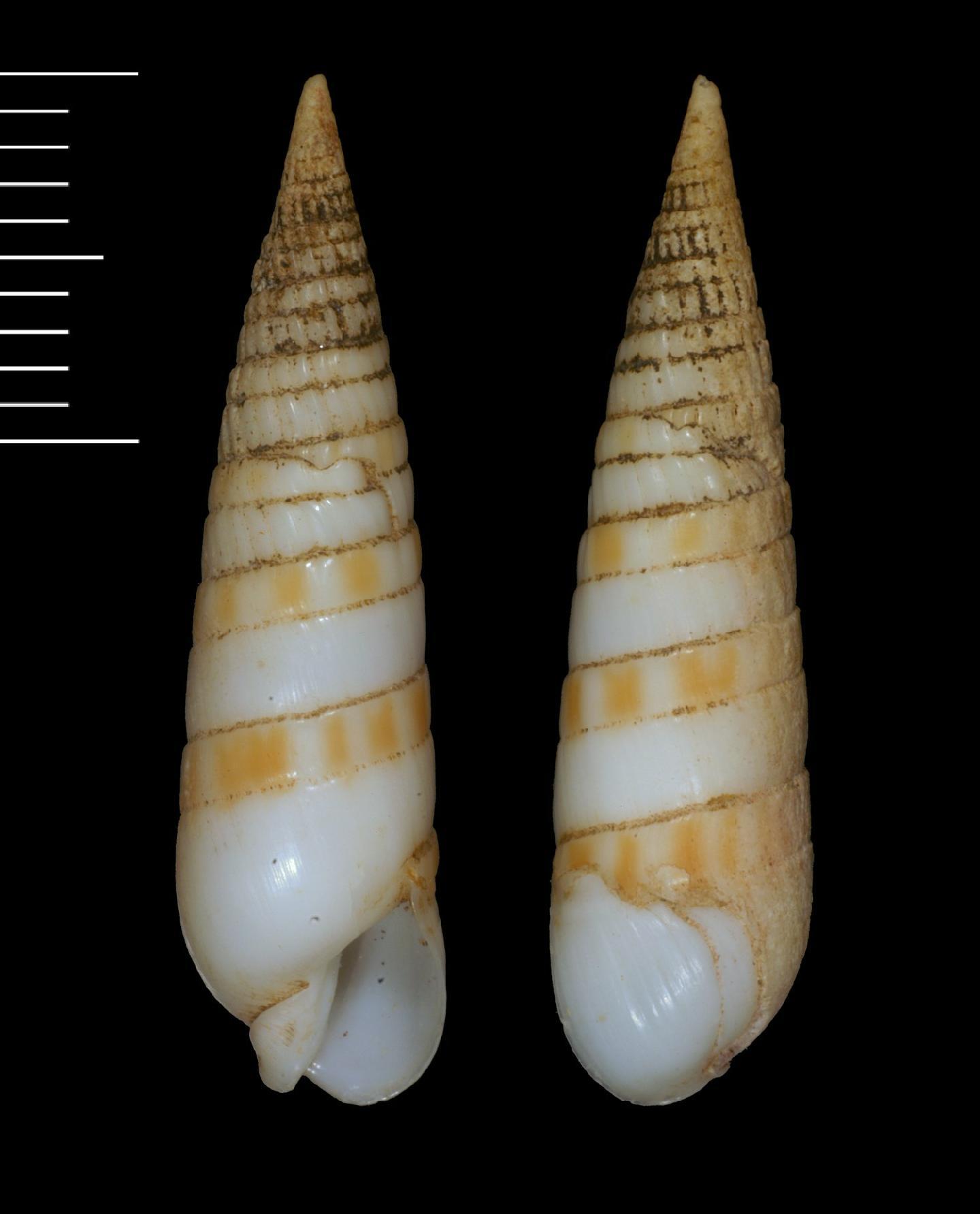 To NHMUK collection (Terebra troendlei Bratcher, 1981; PARATYPE; NHMUK:ecatalogue:5758710)