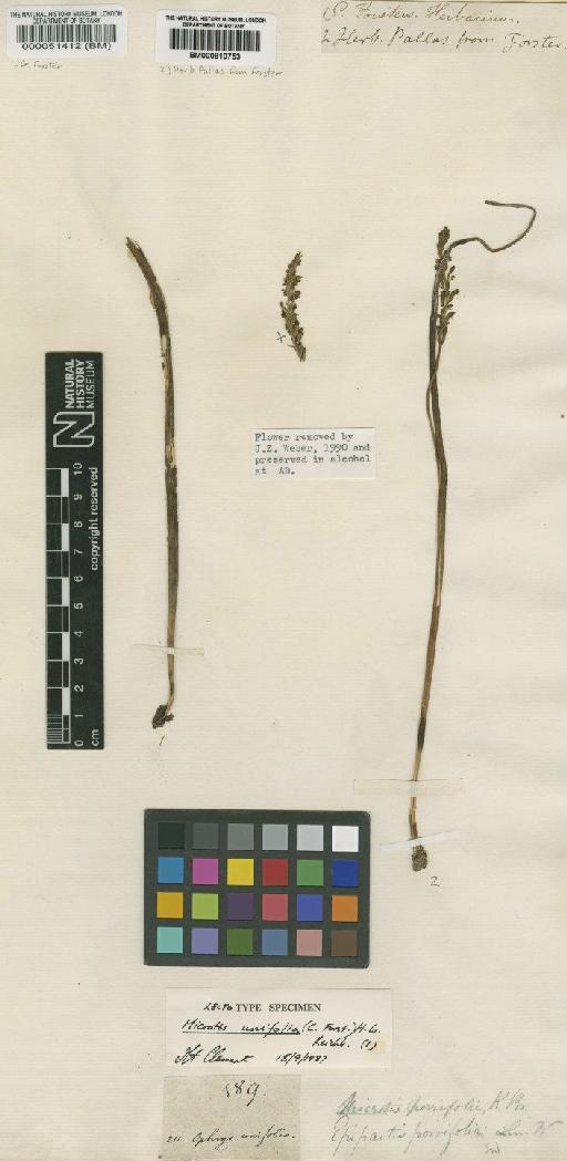 Microtis unifolia (G.Forst.) Rchb.f. - BM000051412