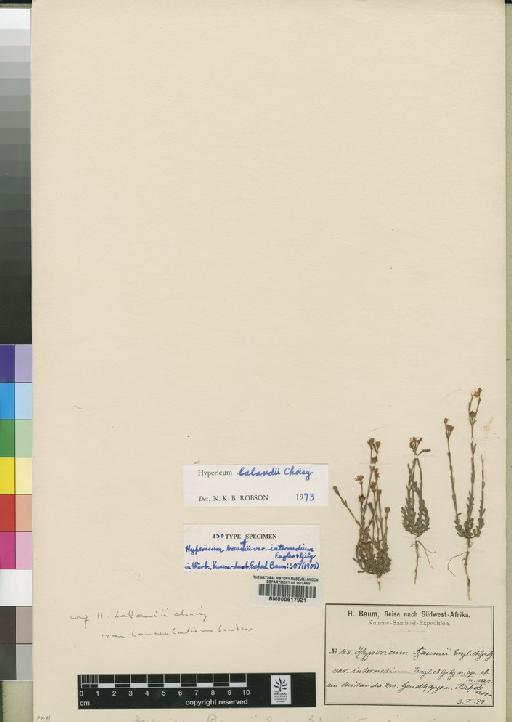 Hypericum lalandii Choisy - BM000617921