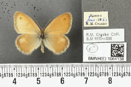 Coenonympha pamphilus ab. partimtransformis Leeds, 1950 - BMNHE_1064138_25302