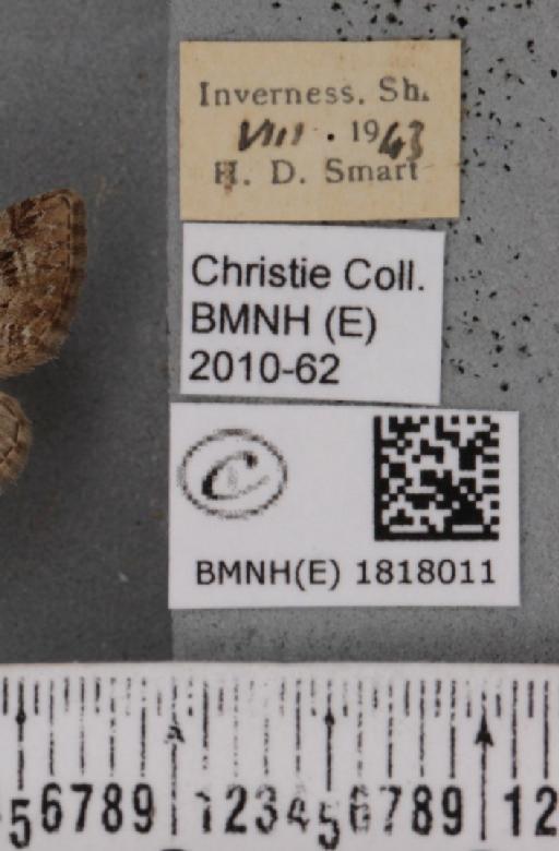 Eupithecia pusillata (Denis & Schiffermüller, 1775) - BMNHE_1818011_label_385618